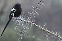 Urolestes melanoleucus